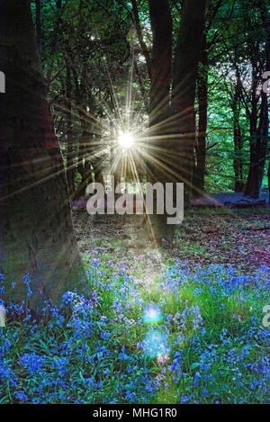 Bluebells in East London Stockfoto