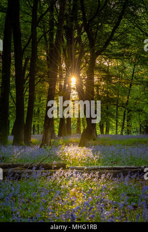 Bluebells in East London Stockfoto