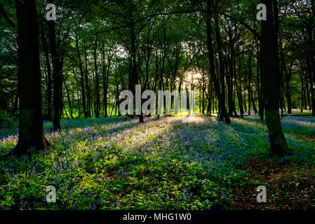 Bluebells in East London Stockfoto