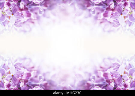 Romantische floral background mit lila oder violett lila Blüten. Stockfoto