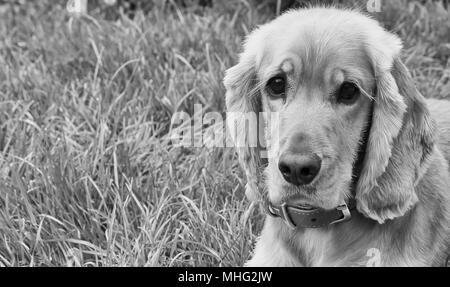 Cocker Spaniel posing Schwarz und Weiß Stockfoto