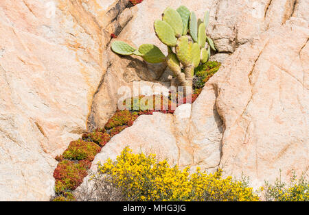 Cactus und rock Pflanzen auf Sardinien Insel Stockfoto