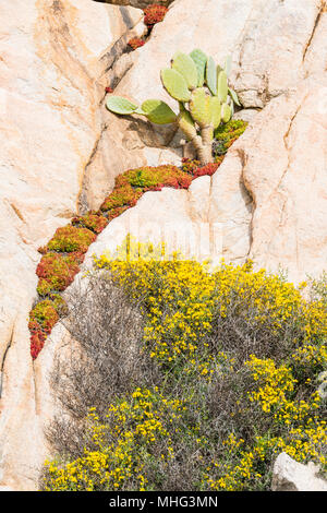 Cactus und rock Pflanzen auf Sardinien Insel Stockfoto