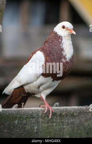 Inländische Taube (Columba livia domestica) Stockfoto