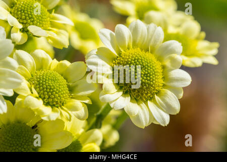 Viele kleine gelbe Blumen Stockfoto