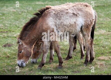 Przewalski's Pferde in einem Feld Stockfoto