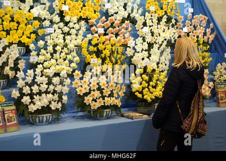 Einsame blonde Frau auf eine Anzeige der Narzissen (Narcissus) in Harrogate Spring Flower Show. Yorkshire, England, UK. Stockfoto