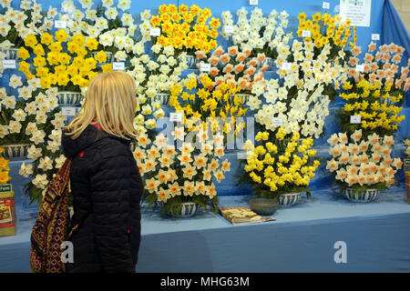 Einsame blonde Frau auf eine Anzeige der Narzissen (Narcissus) in Harrogate Spring Flower Show. Yorkshire, England, UK. Stockfoto