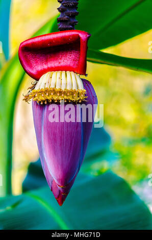 Banane Blume Stockfoto