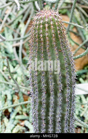 Saguaro, Saguarokaktus (Carnegia gigantea) Stockfoto