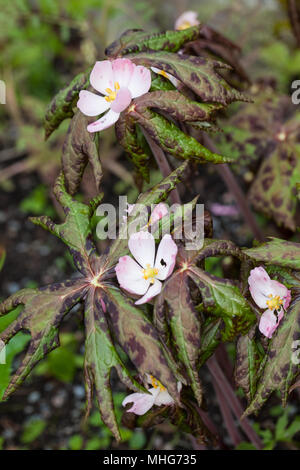 Himalayan kann Apple, auf Chinesisch fotblad (Podophyllum hexandrum var chinensis) Stockfoto