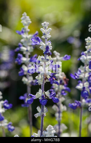 Die trata' Mehlig Salbei (Salvia farinacea Daggsalvia) Stockfoto