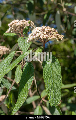 Faltige viburnum Viburnum rhytidophyllum, Rynkolvon () Stockfoto