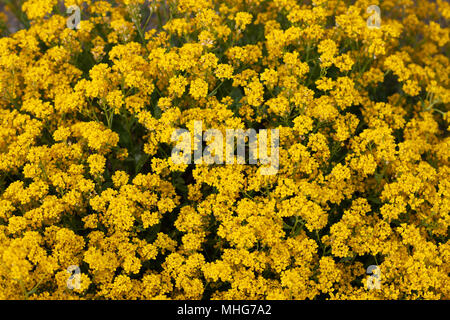 Goldentuft Alyssum, Praktstenört (Aurinia saxatilis) Stockfoto