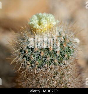 Saguaro, Saguarokaktus (Carnegia gigantea) Stockfoto