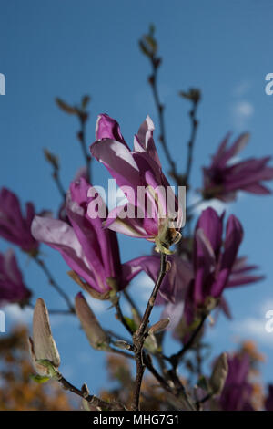 'Susan' Lily Magnolia, Rosenmagnolia (Magnolia liliiflora) Stockfoto