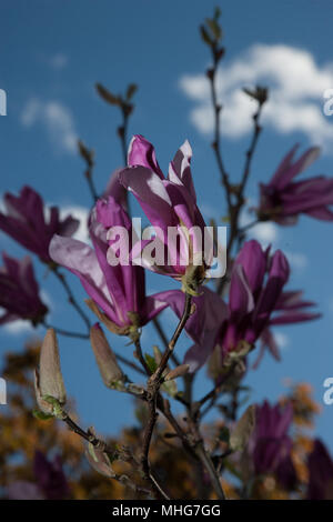 'Susan' Lily Magnolia, Rosenmagnolia (Magnolia liliiflora) Stockfoto