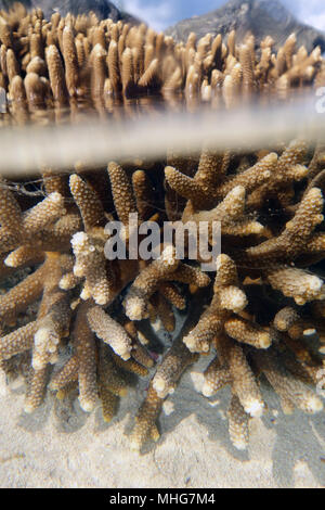 Gesunde Acropora staghorn Coral Kolonie emersed bei Ebbe, Russell Island, Great Barrier Reef Marine Park, Queensland, Australien Stockfoto