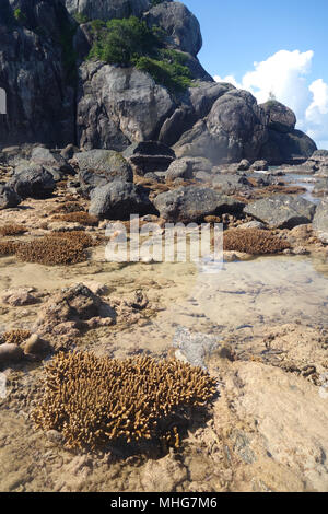 Gesunde Acropora staghorn Coral Kolonien emersed bei Ebbe, Russell Island, Great Barrier Reef Marine Park, Queensland, Australien Stockfoto