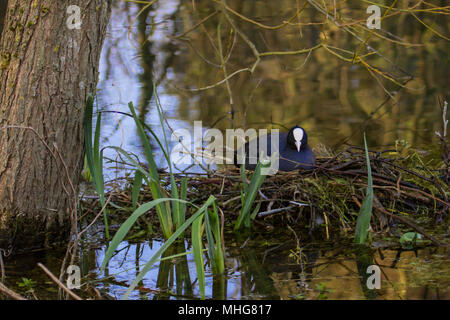 Foto eines erwachsenen Blässhuhn sitzen auf dem Nest mit Reflexionen im Wasser Stockfoto