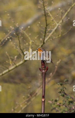 Foto von einer schönen kleinen Robin redbreast Sitzen auf einem Ast Stockfoto