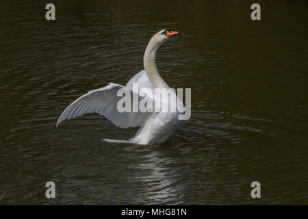 Foto eines erwachsenen Höckerschwan flattern ist Flügel mit Reflexionen im Wasser Stockfoto