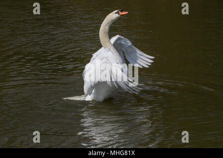 Foto eines erwachsenen Höckerschwan flattern ist Flügel mit Reflexionen im Wasser Stockfoto