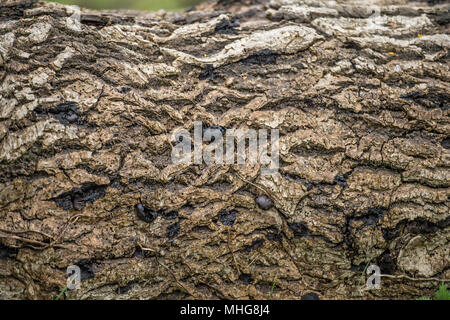 Eichenrinde Stockfoto