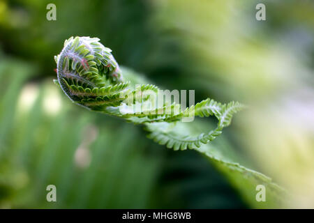 Junger farn Zweig Stockfoto