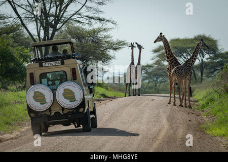 Vier Masai Giraffe und Jeep auf der Straße Stockfoto