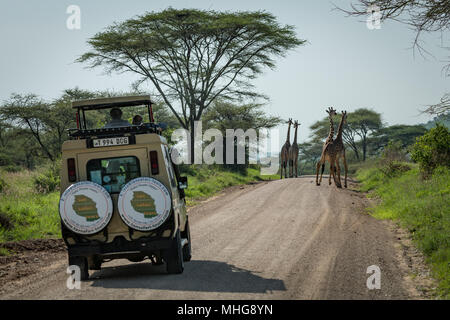 Vier Masai Giraffe vor dem Jeep auf der Straße Stockfoto