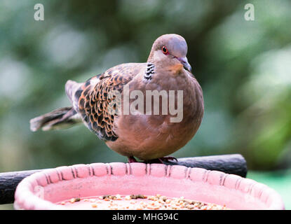 Orientalische rufous Turteltaube Vogel oder Streptopelia orientalis Stockfoto