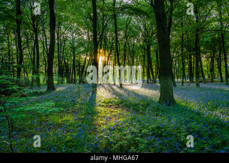 Bluebells in East London Stockfoto