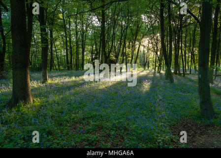 Bluebells in East London Stockfoto