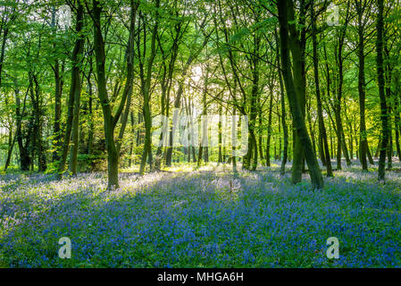 Bluebells in East London Stockfoto