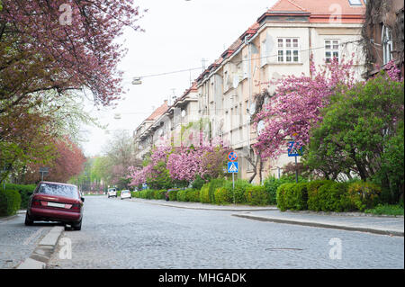 Uschhorod, Ukraine - 18. April 2015: Spring City street in der Blüte. Genaue schmale Straße mit schönen architeckture und Gebäuden. Viele grüne Büsche und blühende Bäume. Gutes Wetter und Atmosphäre. Stockfoto