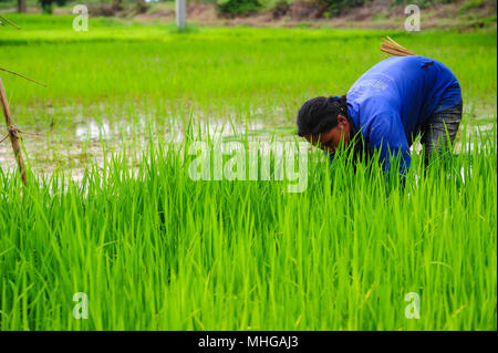 Sukhothai, Thailand - Juni 5, 2011: Landwirt Reisanbau auf Ackerland in Sukhothai, Thailand Stockfoto