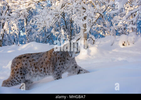 Ein erwachsener Lynx lynx, einer Eurasischen Luchs Wandern im Schnee. Kalte Winter in Norwegen / Europa Stockfoto