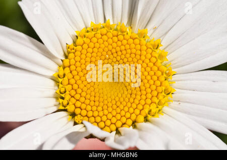 Gelbe Zentrum von weiße Blume. Frühling Blumen, Blüten Nektar. Stockfoto
