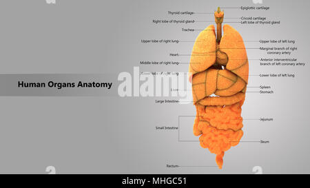 Menschliche Körper Innere Organe mit Label Design Anatomie anteriore Ansicht Stockfoto Menschliche Körper Innere Organe mit Label Design Anatomie anteriore Ansicht Stockfoto
