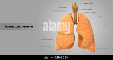 Menschliche Atmungssystem Lungen mit Label Design Anatomie Stockfoto