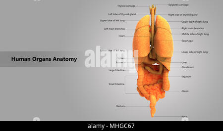 Menschliche Körper Innere Organe mit Label Design Anatomie posterioren Anzeigen Stockfoto Menschliche Körper Innere Organe mit Label Design Anatomie posterioren Anzeigen Stockfoto