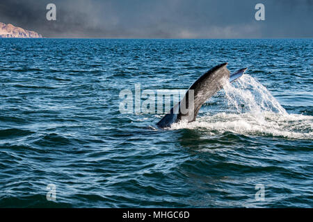 Gray Whale Tail in pazifischen Ozean bei Sonnenuntergang Stockfoto