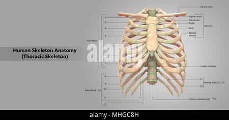 Menschliches Skelett System thorakale Skelett mit Label Design Anatomie anteriore Ansicht Stockfoto