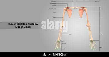 Menschliches Skelett System der oberen Gliedmaßen mit Label Design Anatomie anteriore Ansicht Stockfoto