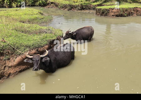 Kalabaw - carabao Filipino inländischen Wasserbüffel in einem Teich, sich von der Hitze des Tages abzukühlen. Malinag Lagune - Cabadiangan barangay - Sipa Stockfoto