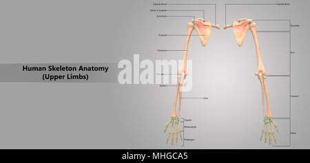 Menschliches Skelett System der oberen Gliedmaßen mit Label Design Anatomie posterioren Anzeigen Stockfoto