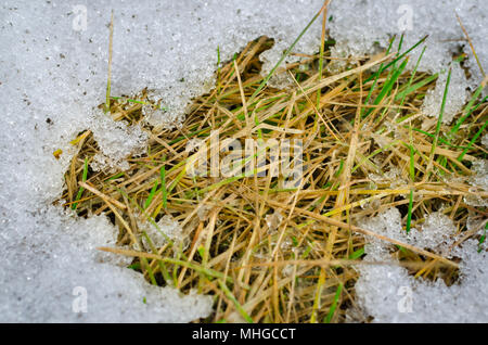 Alte helles Gras und Schneeschmelze im Frühling Stockfoto