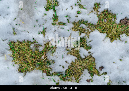 Altes Gras und schmelzende Schnee Textur Hintergrund. Stockfoto