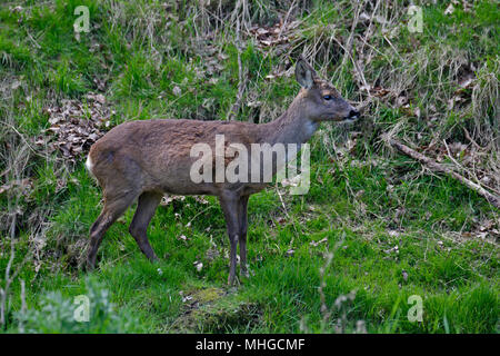 Reh (Capreolus Capreolus) Stockfoto